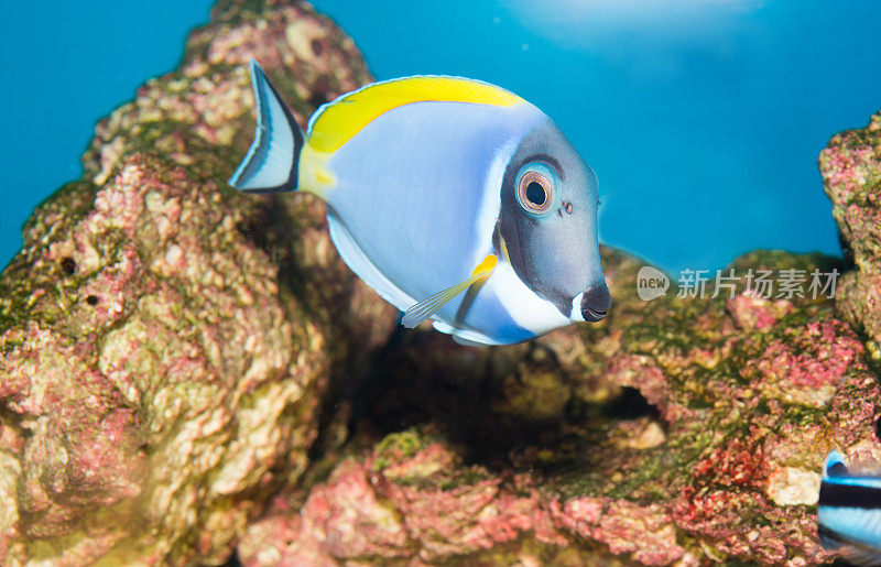 粉蓝唐(Acanthurus leucosternon)海洋热带鱼